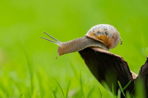 Garden snail (Cornu aspersum) adult mollusca on a fungi on grass lawn, Suffolk, England, United