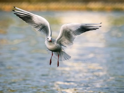 A black-headed gull in flight, Ümminger See, Bochum, Ruhrpott, North Rhine-Westphalia, Germany