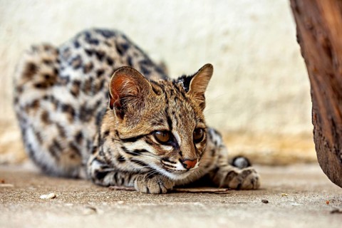 A cat stares intently at the ground and appears to be concentrating, a tiger cat (Leopardus