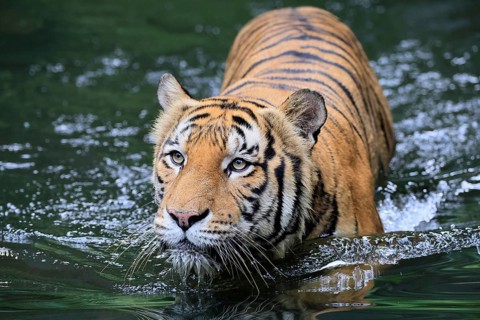 Malaysia tiger (Panthera tigris jacksoni), adult, in water, alert, Malaysia, Southeast Asia