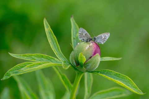 Coenonympha Pamphilus, common meadowbird, small heath, meadbird, butterfly, insects, butterfly,