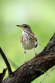 White-browed Warbler (Cercotrichas leucophrys), White-browed Bush Redstart, adult, alert, tree