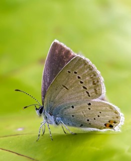 Cupid argiades, short-tailed blue, butterfly, high size, portrait format, insects, butterflies,
