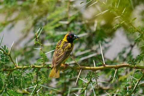 An exotic bird perched on a thorny branch, surrounded by green vegetation, a village weaver and a