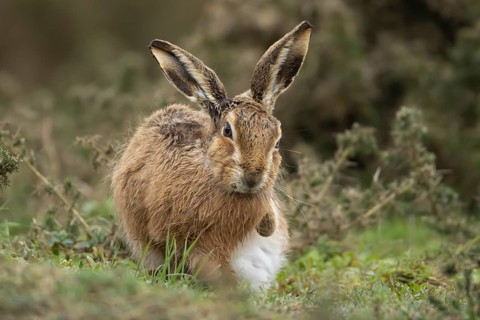 European brown hare (Lepus europaeus) adult animal in grassland, England, United Kingdom