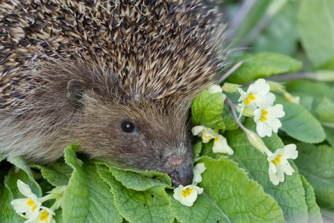 European hedgehog (Erinaceus europaeus) adult animal on a wild primrose plant flower in a garden in