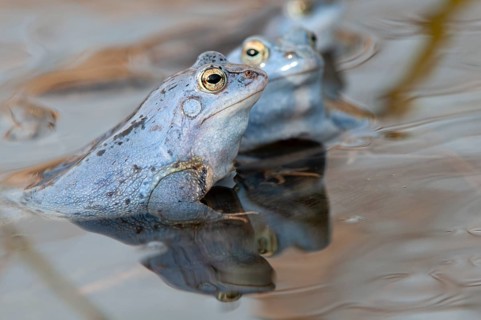 Blue moor frog (Rana arvalis) mating in the moor, Goldenstedter Moor, Lower Saxony, Germany
