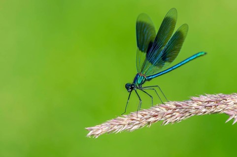 Banded demoiselle (Calopteryx splendens) on the River Hunte, Goldenstedt, Lower Saxony, Germany