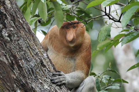 Indonesia, Borneo, Tanjung Puting National Park, national park, monkey, monkeys, proboscis monkey,