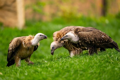 Griffon Vultures (Gyps fulvus) standing on a meadow in spring, bavaria, Germany