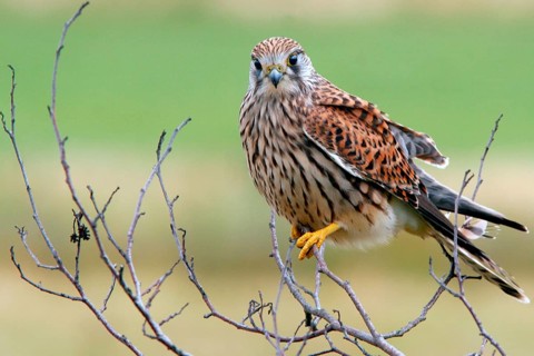 Animals, Birds of Prey, Hawks, Kestrels, Kestrels Sitting Room), Falco Tinnunculus), Germany