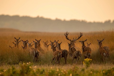 Red deer (Cervus elaphus), Hoenderloo, Gelderland, Netherlands