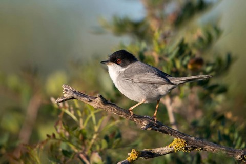 Granelli, Italy, Pantani Cuba and Longarini, velvet warbler, Sardinian warbler, Sylvia