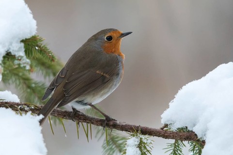 Erithacus rubecula, robin, robins, birds, passeri, snow, songbirds, snow, songbirds, birds, winter