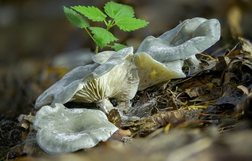 Agaricus anisatus, aniseam, clitocybe odora, green aniseed toadstool, fungi, fungus, mushrooms