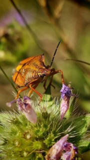 Close-up: An orange-coloured purple fruit bug (Carpocoris purpureipennis) with long antennae crawls