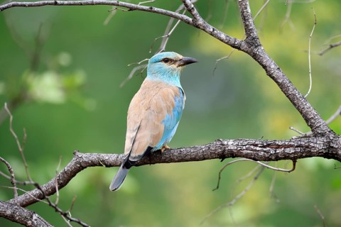 European roller (Coracias garrulus), adult, perched on a tree, on a perch, alert, Kruger National