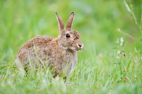 Wild rabbit (Oryctolagus cuniculus) sitting in a meadow, North Rhine-Westphalia, Germany