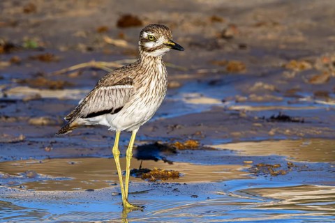 Water thick-knee, (Burhinus vermiculatus), walking along the shore on the Chobe Riverfront, Chobe