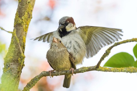 House sparrows (Passer domesticus) mating on a branch, Hesse, Germany