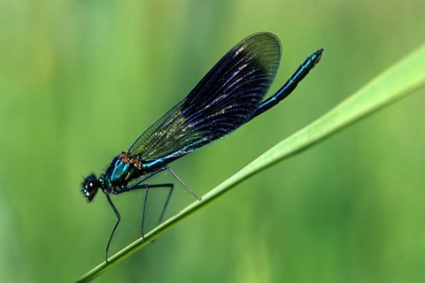 Banded dragonfly sitting on a reed, Germany, Federal Republic of Germany