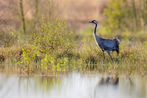 Common crane (Grus grus) in its breeding grounds, Wagenfeld, Lower Saxony, Germany