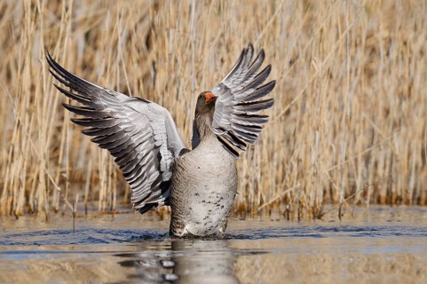 Greylag goose (Anser anser), flapping its wings, North Rhine-Westphalia, Germany