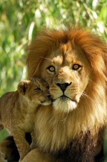 Lion/Panthera leo/Lion/Magnificent Maned Lion/Etosha NP./Namibia/Africa, Namibia