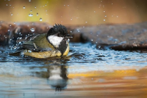 Great tit, great tit, parus major, bath, bird bath, birds, tit, passeri, songbirds, songbirds,
