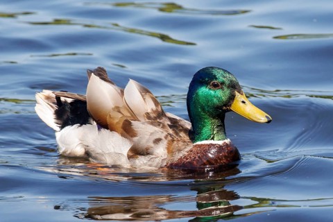 Mallard (Anas platyrhynchos) drake or male duck swimming on calm water in Sussex, UK