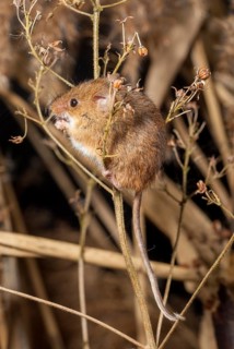 Harvest mouse, Micromys minutus, rodents, rodentia, dwarf mouse, high size, portrait format,
