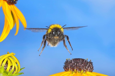 Large earth bumblebee (Bombus terrestris), flying over the flowers of the yellow coneflower