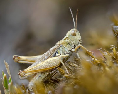Acrididae, caelifera, common club grasshopper, spotted club scare, gomphocerinae, club scare,