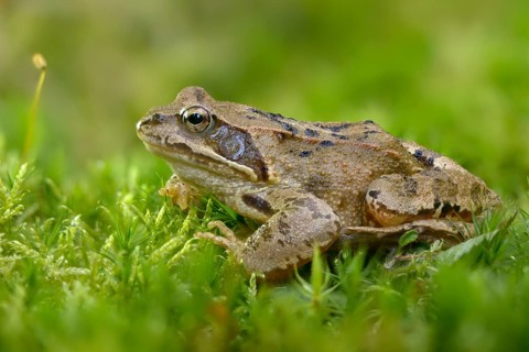 Common frog, common frog, rana temporaria, amphibians, amphibians, frog, frogs, amphibians