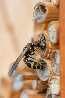 Large stem wasp, hymenoptera, clay wasp, wall clay wasp, Odynerus nidulator, Symmorphus murarius,