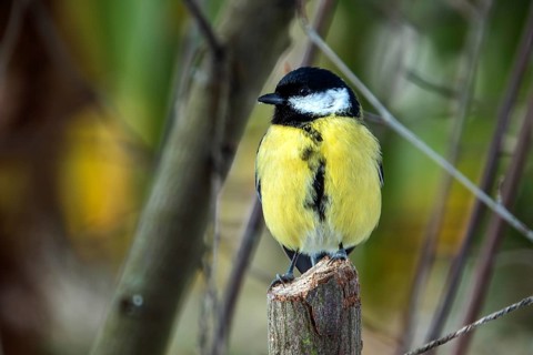 Great tit (Parus major), sitting on a branch, Baden-Württemberg, Germany