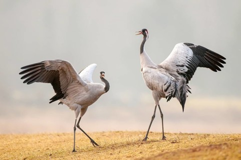 Crane (Grus grus), courtship, crane dance, Fågelsjö, Gävleborg County, Sweden
