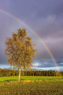 Rainbow over a birch tree (Betula), Nienburg, Lower Saxony, Germany