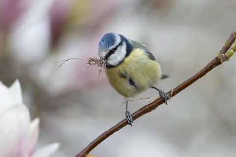 Blue tit (Cyanistes caeruleus) adult garden bird with nest material in its beak in a magnolia tree