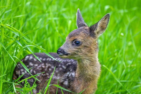 European roe deer (Capreolus capreolus), cute vulnerable fawn hidden in long grass in meadow,