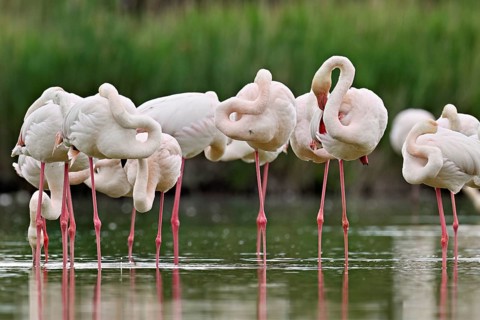 A group of greater flamingos (Phoenicopterus roseus), standing in the water, Camargue Regional