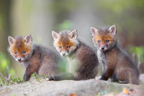 Animals, Mammals, Three foxes (Vulpes vulpes), Red fox, Young animals, Puppies, Red foxes