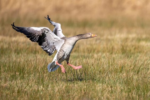 Greylag Goose (Anser anser) in flight, Dümmer, Lembruch, Lower Saxony, Germany