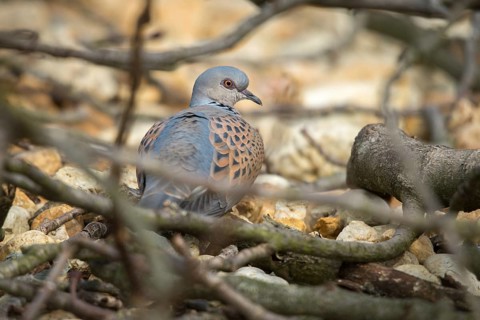 Streptopelia turtur, lovebird, turtle dove, birds, columbidae, doves, birds