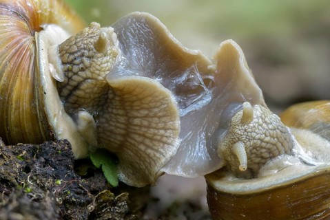 Helix pomatia, gastropod, copula, mating, mollusca, mating, snails, snails, molluscs