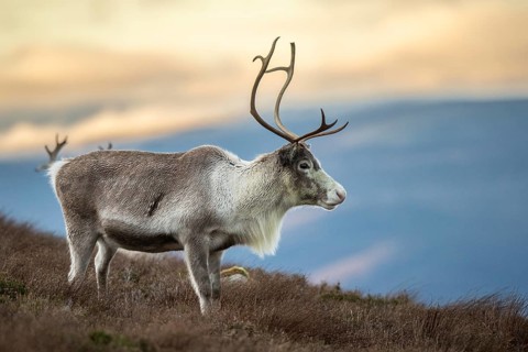 Reindeer (Rangifer tarandus) in the Cairngorm Mountains in the Scottish Highlands, Aviemore,