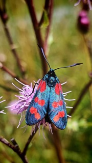 A close-up of a colourful butterfly, the Six-spot Burnet (Zygaena filipendulae), with a blue and