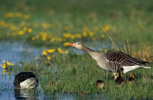 Anser Anser, Dune Boy, Greylag or Graylag Goose, Grelag Goose, Chicks, Anatidae, Birds, Duckbirds,