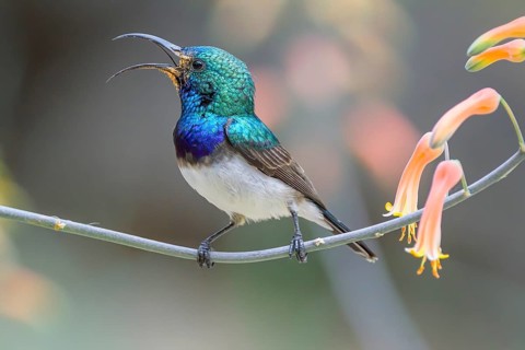 White-bellied sunbird, (Cinnyris talatala), Sabi Sands Game Reserve, Mpumalanga, South Africa