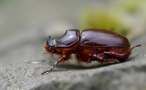 European rhinoceros beetle, rhinoceros beetle, oryctes nasicornis, rhinoceros beetle, beetle,